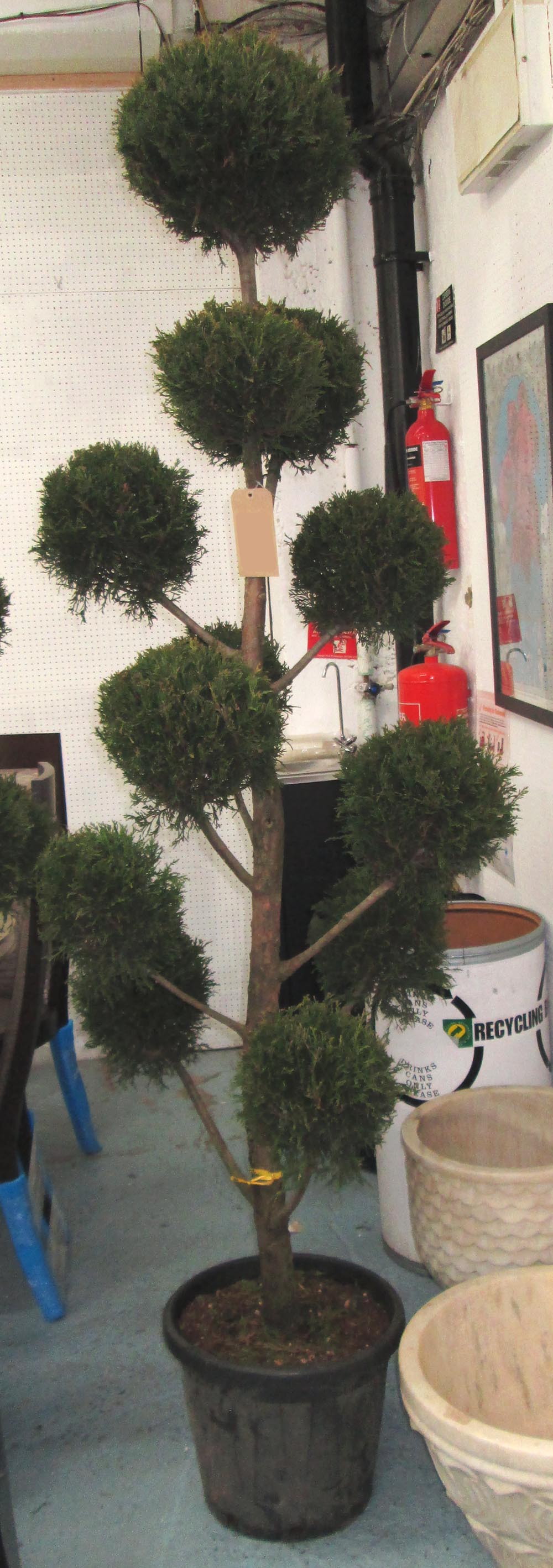 TOPIARY FIR TREE, cut in the form of balls, potted, 230cm H.