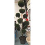 TOPIARY FIR TREE, cut in the form of balls, potted, 230cm H.