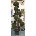 TOPIARY FIR TREE, cut in the form of balls, potted, 230cm H.