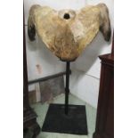 WHALE'S VERTEBRAE, of large proportions, on a tall metal stand, vertebrae 120cm x 80cm H.