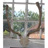 A vintage set of antlers, 60cm x 50cm £40-60