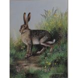 Gouache painting of a hare, signed Caroline Manning, framed and glazed, 40cm x 29cm