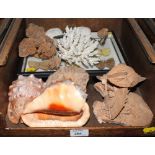 Natural history specimens including desert rose shells and a case of Oriental butterflies