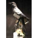 A large Goebel figurine of a magpie, 26cm high