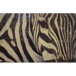 Zebra print by Hunter, framed and glazed, 47cm x 70cm