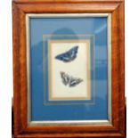 A PAIR OF MAPLE FRAMED BUTTERFLY PRINTS AFTER HENRY MAYER (1782-1847) each 39 x 31.5cm overall (2)