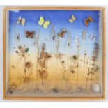 A DISPLAY CASE showing insects to be found in a wheat and barley field 50cm wide x 40cm high and