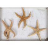 NINE VARIOUS PRESERVED STAR FISH in two display cases, the largest approximately 26cm diameter