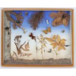 A DISPLAY CASE showing flora and fauna to be found in a woodland, the case 50cm x 40cm together with