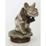 AN EARLY 20TH CENTURY CHROME PLATED BULLDOG CAR MASCOT, circa 1920, with glass eyes and studded