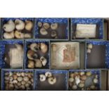 THREE VARIOUS DISPLAY CASES displaying various sea shells together with a tray and a box of