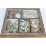 A LARGE QUANTITY OF MISCELLANEOUS SHELLS contained within three various pine drawers from a