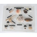 A QUANTITY OF SHELLS laid out in two perspex display cases together with three further boxes of