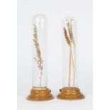 TWO OLD DISPLAYS OF GRASSES under glass domes and on turned oak stands 32cm high (2)