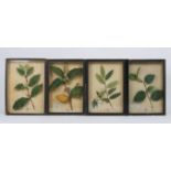 A GROUP OF FOUR GLAZED DISPLAY CASES containing coloured silk botanical specimen models of a