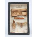 A SMALL DISPLAY CASE showing the development of the silk moth, the case 24cm high together with an
