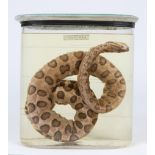 A PRESERVED ANACONDA coiled up in a glass jar, the jar 28.5cm high together with a preserved and