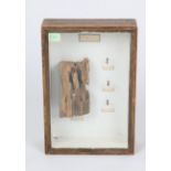 AN OLD GLAZED WOODEN DISPLAY CASE depicting a section through an ants nest together with further