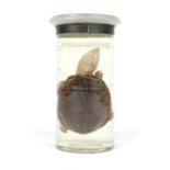 A PRESERVED COMMON MUSK TURTLE in cylindrical glass jar, the turtle 13.5cm high