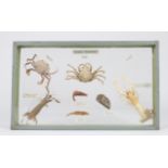 THREE VARIOUS DISPLAY CASES containing shells, crabs and anemones, together with a box of shells (