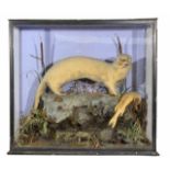 A VICTORIAN PRESERVED PALE, POSSIBLY ALBINO, OTTER mounted in a three glass case, standing on a rock