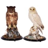 A PAIR OF VICTORIAN PRESERVED OWLS, an eagle owl and a snowy owl, each mounted on a naturalistic