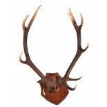 A SET OF ELEVEN POINT ANTLERS MOUNTED ON AN OAK SHIELD, 66cm tall overall