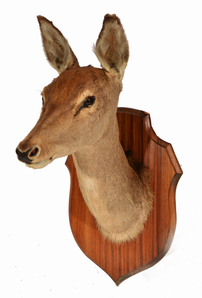 A MID 20TH CENTURY TAXIDERMY HINDS HEAD, mounted on a shield 80cm tall overall