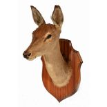 A MID 20TH CENTURY TAXIDERMY HINDS HEAD, mounted on a shield 80cm tall overall