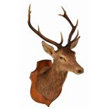 AN EARLY TO MID 20TH CENTURY TAXIDERMY STAGS HEAD with eight point antlers and mounted on a oak