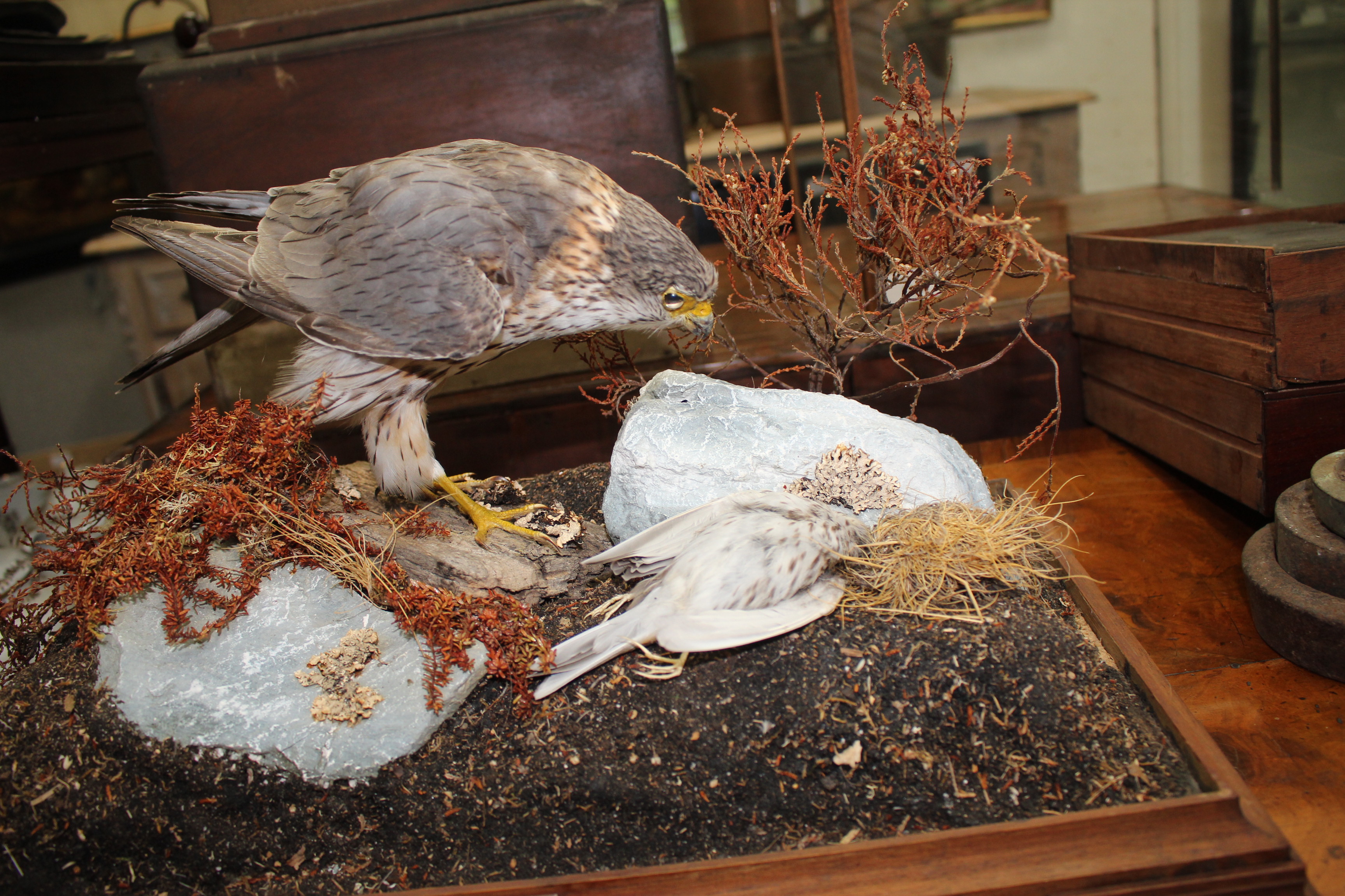 A PRESERVED TAXIDERMY SPECIMEN OF A MERLIN standing over its prey in a wood and glazed case by