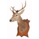 A TAXIDERMY STAG'S HEAD, mounted upon a shaped oak wall plaque, approximately 105cm high