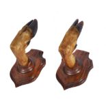 A PAIR OF EARLY 20TH CENTURY TAXIDERMY DEER HOOVES on oak mounts for use of hooks or gun racks, each