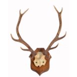 A PAIR OF MOUNTED STAG ANTLERS, the ten point antlers mounted to a carved oak wall plaque,