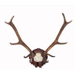 A PAIR OF MOUNTED STAG ANTLERS, the eleven point antlers mounted to a shaped oak wall plaque,