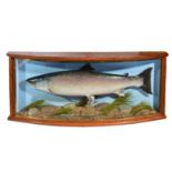 A PRESERVED SALMON mounted in a bow fronted case with faux river bed beneath, inscribed to the