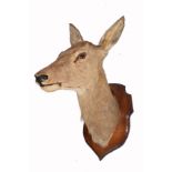 A TAXIDERMY DOE'S HEAD, mounted upon a shaped oak wall plaque, approximately 68cm high