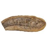 A FOSSILIZED FISH FRAGMENT, 30cm wide