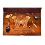 AN EARLY 19TH CENTURY MAHOGANY GLAZED CASE OF PRESERVED INSECTS to include an Atlas moth, two