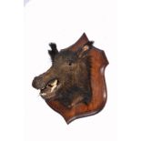 A TAXIDERMY BOAR'S HEAD, mounted upon a shaped oak wall plaque, 62cm high