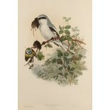 J. GOULD AND H.C. RICHTER Two ornithological prints, 'Lanius Excubitor' and 'Otis Himalayanus', 46 x