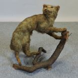 A 19th century taxidermy of a mountain c