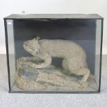A 19th century taxidermy of a wild mount