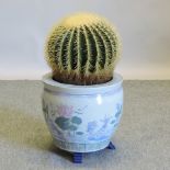 A cactus, in a ceramic pot, 60cm tall ov