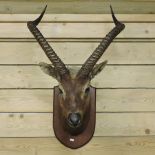 A taxidermy of an African impala head, on a wooden mount,