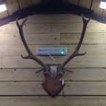 A pair of early 20th century German stag antlers, mounted on a shield,