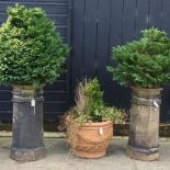 A pair of Victorian chimney pots, 80cm tall, each planted with a conifer, 85cm tall,