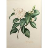 John Horsley (British, 20th century), A botanical study of a camellia