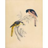 English School (late 18th or early 19th century), Ornithological study
