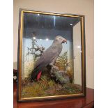 Victorian Stuffed Parrot in Gilt Decorated Glazed Case 18 Inches High x 15 Inches Wide